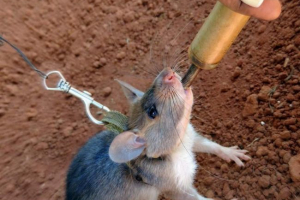 W kambodży, gigantyczne szczury nauczały szukać kopalni